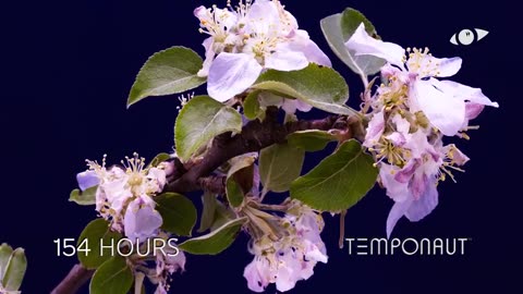 Apple Flower Time-lapse