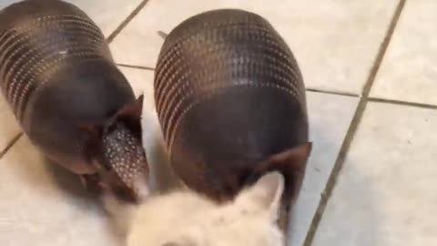 Three baby armadillos meet a kitten