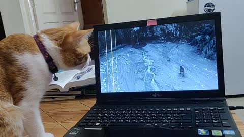Cheeto addicted to Ancient Earth doc