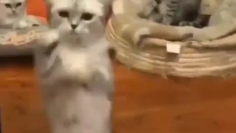 Cute cat dancing, cute cat