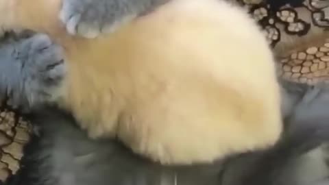 Cute Kitten Hugs Puppy 🤗 🐶 🐈 ❤️ ❤️ ❤️ ❤️ ❤️