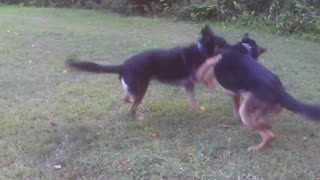 2 dogs playing