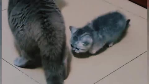 Funny cat video 🤣