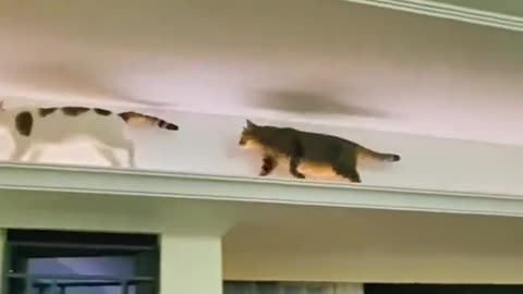 Funny cats