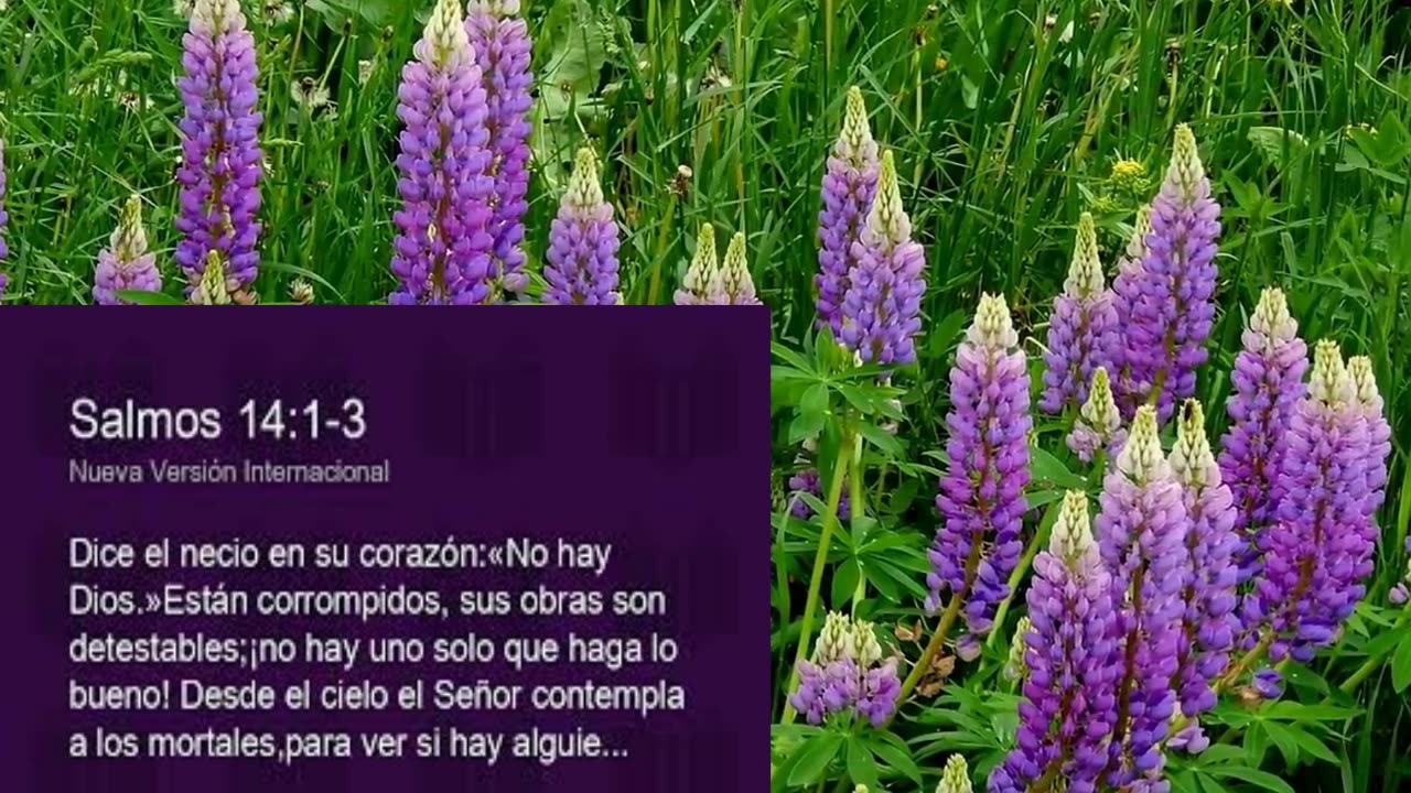 DICE EL NECIO EN SU CORAZON NO HAY DIOS. Devocional