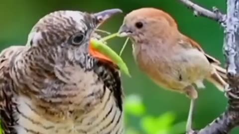 Two birds eating a insect | gorgeous view