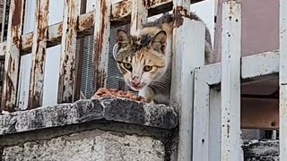 Series1: Jerusalem cats Day11 (Vid2/2)