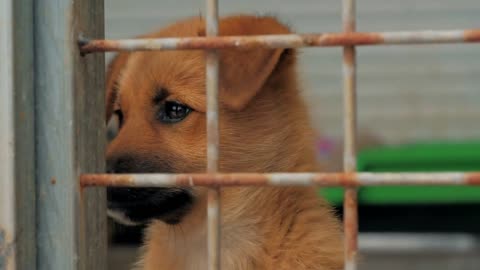 Sad puppy in shelter behind fence waiting to be rescued and adopted to new home