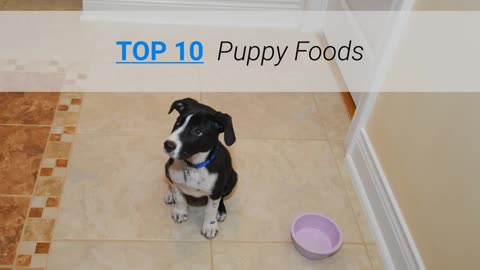 Top 10 dog food