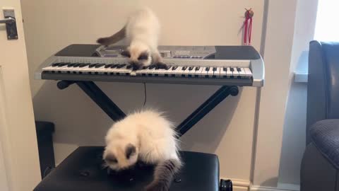 Ragdoll cat playing piano