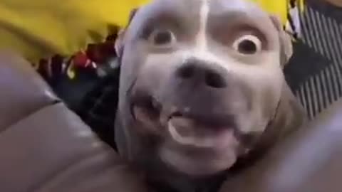 Funny dogs