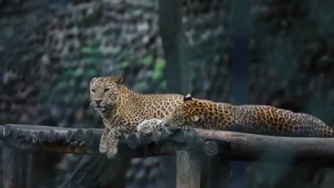 cheetah tiger video