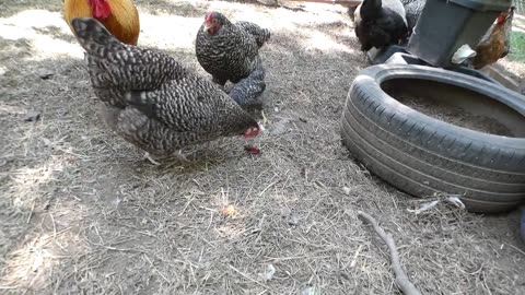 Chickens demolish a peach.