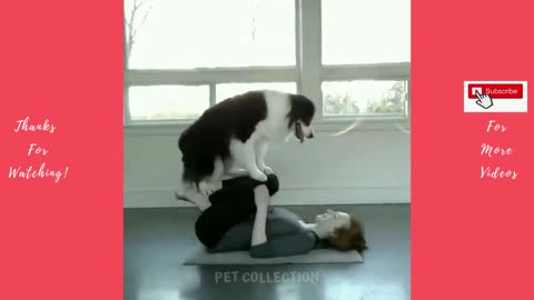 Cute And Funny Pet Videos Compilation #1