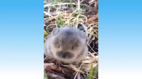 Funniest Animals - Funny animal videos can't help but laugh | funny animal