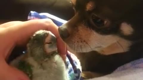 Adorable friendship between dog and baby parrot