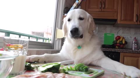 Chef Dog Makes The Perfect Omelette Funny Puppy Bailey