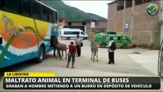 Meten a un burro en la bodega de un bus de transporte y él, lucha por evitarlo