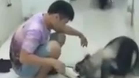The dog shows a very cute affection for its owner