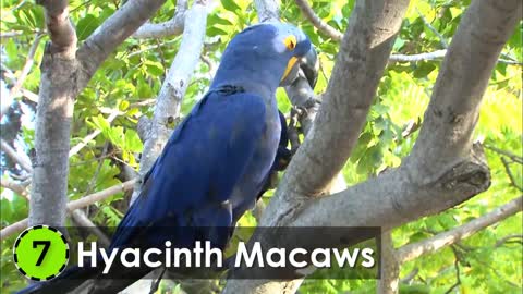 Most Beautiful Macaws on Planet Earth