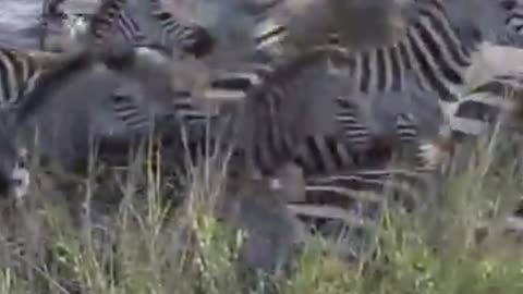zebra gets its butt bit