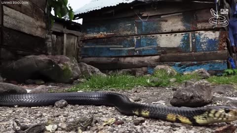 20 Times Snakes Messed With The Wrong Opponent
