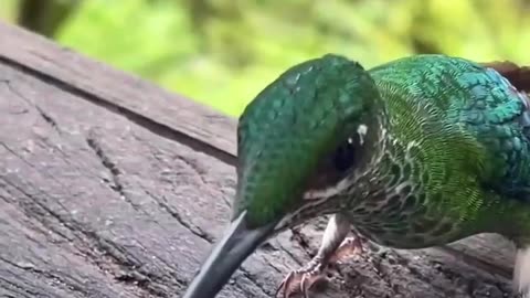 Kingfisher bird drinking water video