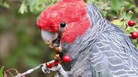 Male parakeets enjoy eating hawthorn berries with their curved, sculpted beak