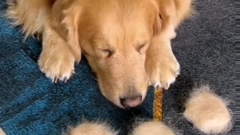 Dog funny 🤣🤣😁 video 😂.#dog #cat #funnyvideo #funny