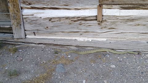 Prairie Rattlesnake in Bannack Ghost Town
