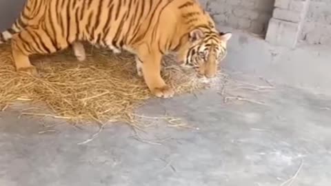 Tiger's Attack