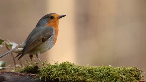 Robin Bird