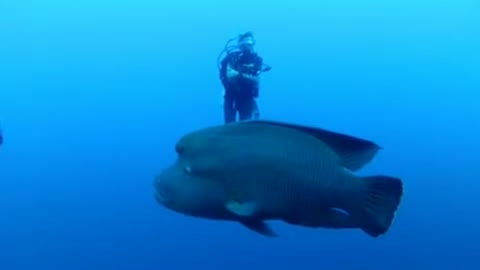 Napoleon fish passing by Scuba looking amazed by human