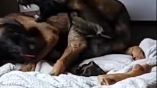 Persistent Pup Steals Buddy's Bone