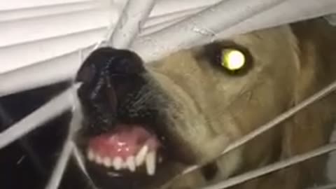 Golden Retriever makes ridiculous face through the window