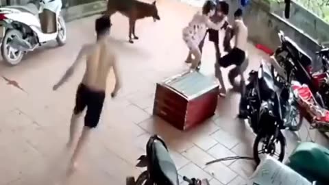 Python attacks a man live caught on camera- snake attacks