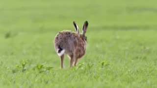 How Hares Are Incredibility Fast