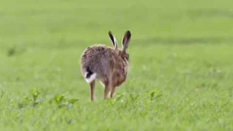 How Hares Are Incredibility Fast