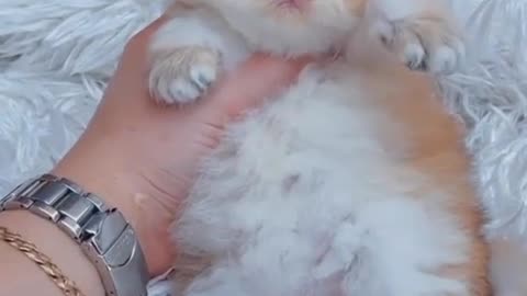 Adorable Baby Cat: The Cutest Thing You'll See All Day