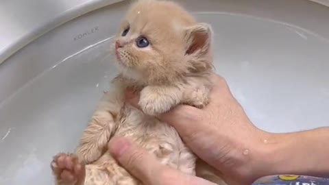 Cat funny bath time