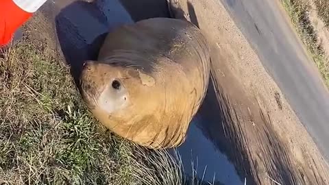 Neil the Seal Relaxes by the Road