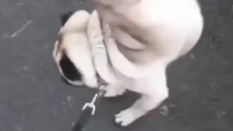 Cute Pug Demonstrates Funny Way of Peeing