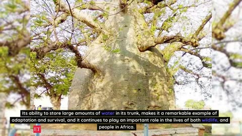 Nature Fact - The Baobob Tree In Africa Can Store Up To 32,000 Gallons Of Water In It's Trunk