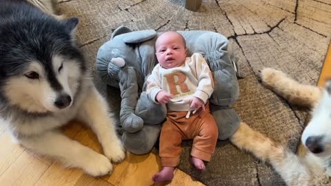 The World's Safest Newborn Baby! Protected By Wolves! (Cutest Ever!!)
