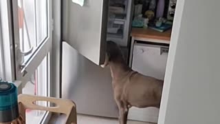 Dogs Steal Food From the Fridge