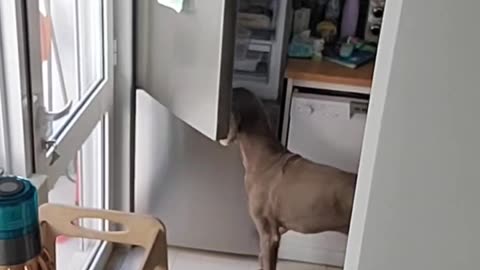 Dogs Steal Food From the Fridge