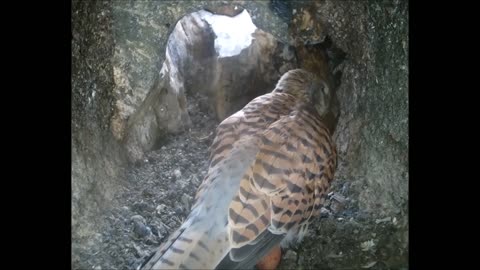 This incredible footage captures the moment a kestrel lays its second egg