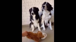 New Funny Animals! Funniest Cats And Dogs