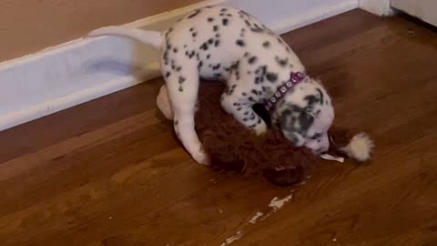 Super Cute Dalmatian Puppy Plays With Moose Toy That’s Too Big For Her