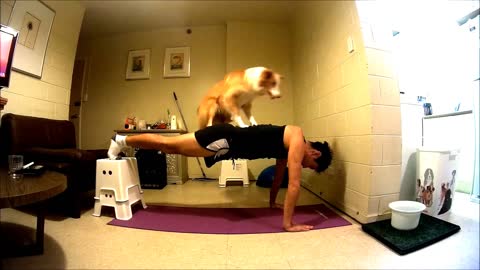 Talented Dogs Help Their Owner To Get Fit
